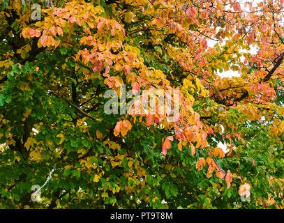 Pencoed, Wales UK. 8. Oktober 2018, UK Wetter: Zeichen der Herbst sich die Blätter der Persischen Ironwood (Parrottia persica) beginnen. Credit: Phillip Thomas/Alamy leben Nachrichten Stockfoto