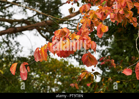 Pencoed, Wales UK. 8. Oktober 2018, UK Wetter: Zeichen der Herbst sich die Blätter der Persischen Ironwood (Parrottia persica) beginnen. Credit: Phillip Thomas/Alamy leben Nachrichten Stockfoto