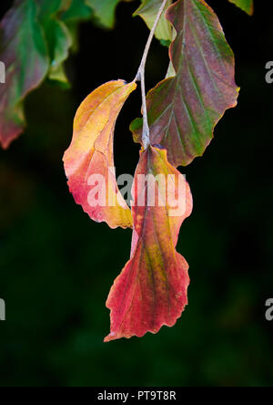 Pencoed, Wales UK. 8. Oktober 2018, UK Wetter: Zeichen der Herbst sich die Blätter der Persischen Ironwood (Parrottia persica) beginnen. Credit: Phillip Thomas/Alamy leben Nachrichten Stockfoto