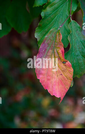 Pencoed, Wales UK. 8. Oktober 2018, UK Wetter: Zeichen der Herbst sich die Blätter der Persischen Ironwood (Parrottia persica) beginnen. Credit: Phillip Thomas/Alamy leben Nachrichten Stockfoto