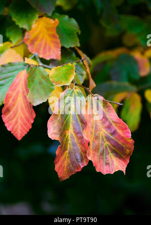 Pencoed, Wales UK. 8. Oktober 2018, UK Wetter: Zeichen der Herbst sich die Blätter der Persischen Ironwood (Parrottia persica) beginnen. Credit: Phillip Thomas/Alamy leben Nachrichten Stockfoto