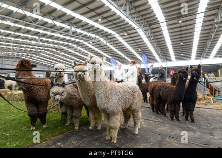 Christchurch, Neuseeland. 5. Okt, 2018. Christchurch, Neuseeland - 5. Oktober 2018 - huacaya Alpakas Blick auf während der Nationalen Alpaka Show am 5. Oktober 2018 in Christchurch, Neuseeland. | Verwendung weltweit Quelle: dpa/Alamy leben Nachrichten Stockfoto