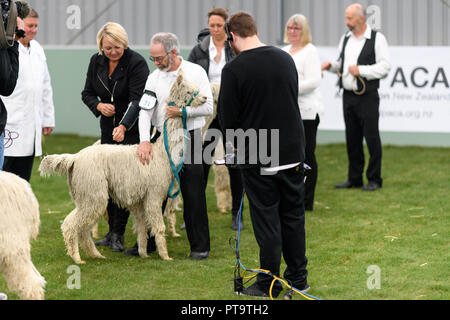 Christchurch, Neuseeland. 5. Okt, 2018. Christchurch, Neuseeland - 5. Oktober 2018 - ein Suri Alpaka ist während der Nationalen Alpaka Show am 5. Oktober 2018 in Christchurch, Neuseeland überprüft. | Verwendung weltweit Quelle: dpa/Alamy leben Nachrichten Stockfoto