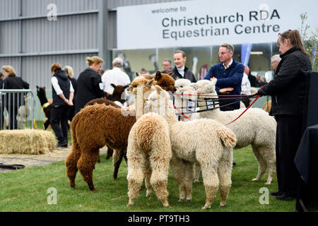 Christchurch, Neuseeland. 5. Okt, 2018. Christchurch, Neuseeland - 5. Oktober 2018 - huacaya Alpakas Blick auf während der Nationalen Alpaka Show am 5. Oktober 2018 in Christchurch, Neuseeland. | Verwendung weltweit Quelle: dpa/Alamy leben Nachrichten Stockfoto