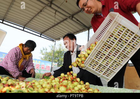 Binzhou, der chinesischen Provinz Shandong. 8. Oktober, 2018. Die Landwirte sortieren Winter jujubes heraus an einem jujube Plantage an Zhanhua Xiawa Stadt im Stadtbezirk, der ostchinesischen Provinz Shandong, Oktober 8, 2018. Credit: Jia Haining/Xinhua/Alamy leben Nachrichten Stockfoto