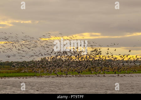 Tarleton, Lancashire. Uk Wetter 08/10/2018. Bis zu 12.000 pink-footed wandernde Gänse neu aus Island angekommen sind, Wohnsitz in den Feuchtgebieten von Lancashire. Die Gänse, die schließlich Anzahl in der Nähe der 100.000 Mark, kommen als Lebensmittelkrise in Island wird und Sie mästen auf dem Ackerland Kartoffeln von West Lancashire, bevor in etwa einem Monat reisen weiter nach Süden. Kredit; MediaWorldImages/AlamyLiveNews. Stockfoto