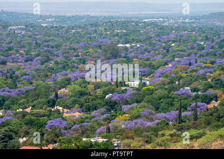 Pretoria, Südafrika. 8. Oktober, 2018. Jacaranda Bäumen dreht sich Pretoria (Tshwane) lila am Montag. Obwohl die Bäume hier einmal importiert wurden, sind sie heute ein Wahrzeichen der Stadt, die oft als "Jacaranda City." Frühling in Südafrika mit Hoechsttemperaturen um 30 Grad in Pretoria angekommen ist. Die Hauptstadt ist in der Regel ein paar Grad wärmer, so dass die Blüten blühen hier in der Regel wenige Wochen vor von Johannesburg. Credit: Eva-Lotta Jansson/Alamy leben Nachrichten Stockfoto