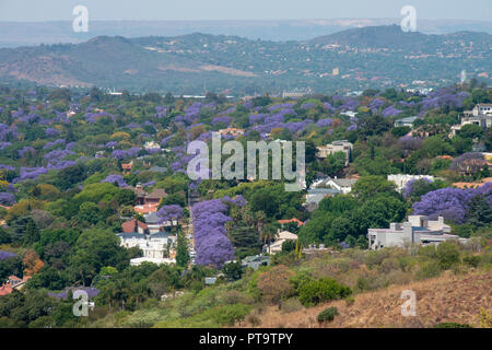 Pretoria, Südafrika. 8. Oktober, 2018. Jacaranda Bäumen dreht sich Pretoria (Tshwane) lila am Montag. Obwohl die Bäume hier einmal importiert wurden, sind sie heute ein Wahrzeichen der Stadt, die oft als "Jacaranda City." Frühling in Südafrika mit Hoechsttemperaturen um 30 Grad in Pretoria angekommen ist. Die Hauptstadt ist in der Regel ein paar Grad wärmer, so dass die Blüten blühen hier in der Regel wenige Wochen vor von Johannesburg. Credit: Eva-Lotta Jansson/Alamy leben Nachrichten Stockfoto