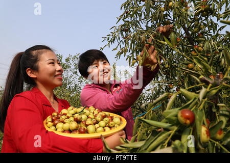 Binzhou, der chinesischen Provinz Shandong. 8. Oktober, 2018. Touristen pick Winter jujubes an einem jujube Plantage in Zhanhua Stadtbezirk, der ostchinesischen Provinz Shandong, Oktober 8, 2018. Credit: Jia Haining/Xinhua/Alamy leben Nachrichten Stockfoto