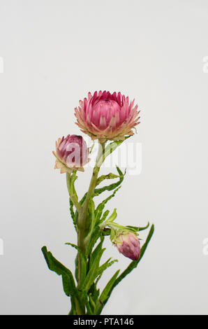 Helichrysum (strohblume) blühen auf weißem Hintergrund Stockfoto