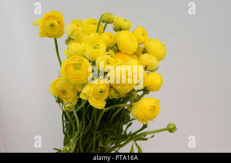 Persische buttercup. Bündel blass gelb ranunculus Blumen hellen Hintergrund. Hintergrundbild Stockfoto