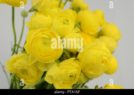 Persische buttercup. Bündel blass gelb ranunculus Blumen hellen Hintergrund. Hintergrundbild Stockfoto