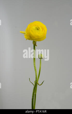 Persische buttercup. Bündel blass gelb ranunculus Blumen hellen Hintergrund. Hintergrundbild Stockfoto