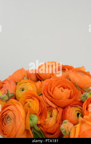 Persische buttercup. Bündel Blassorange ranunculus Blumen hellen Hintergrund. Hintergrundbild Stockfoto