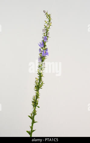 Blumen von einem Dalmatiner Glockenblume (Campanula portenschlagiana) Stockfoto