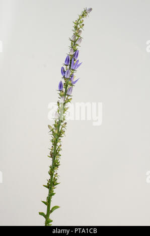 Blumen von einem Dalmatiner Glockenblume (Campanula portenschlagiana) Stockfoto