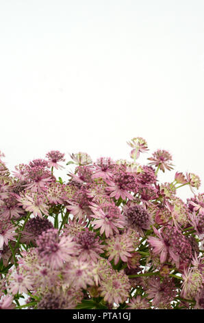 Astrantia Blume für Hintergrund Stockfoto