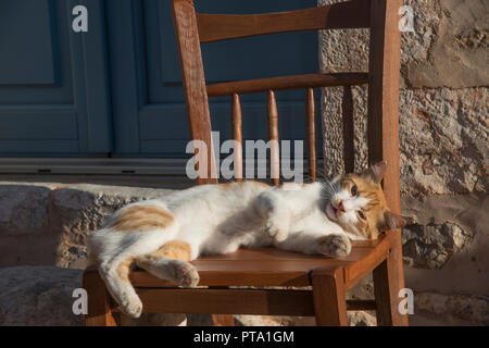 Happy Orange Und weisse Katze in einem Stuhl Stockfoto