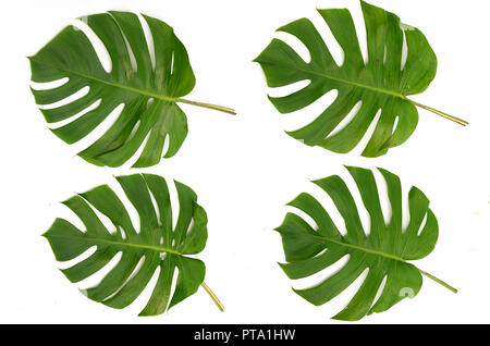 Tropische Blätter Monstera auf weißem Hintergrund. Flach, Ansicht von oben Stockfoto