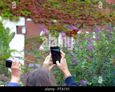 Leute mit Smartphones fotografieren ein Paar Monarchschmetterlinge auf einer Blume Stockfoto