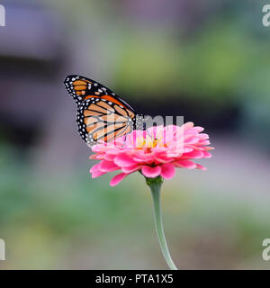 Ein wunderschöner Monarchschmetterling (Danaus plexippus) ruht auf einer rosa Zinnia (Zinnia elegans) Stockfoto
