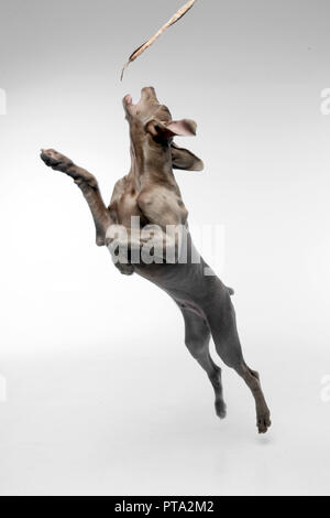 Eine entzückende weimaraner Hund packte einen Stick, studio Shot, isolierte Grau Weiß. Stockfoto