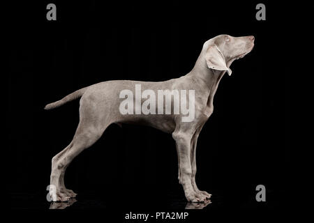 Studio geschossen von einem entzückenden weimaraner Hund steht auf schwarzen Hintergrund. Stockfoto