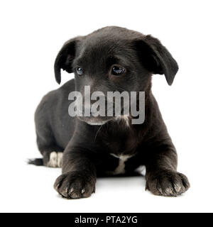Studio geschossen von einem niedlichen Mischling hund welpe liegend auf weißem Hintergrund. Stockfoto