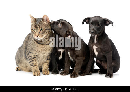 Studio geschossen von drei niedlichen Mischling Hund Hund und eine Katze, auf weissem isoliert. Stockfoto