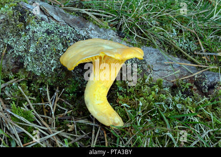 Cantharellus Cibarius (Pfifferling), die in verschiedenen Wäldern Arten auftritt, ist ein sehr beliebtes genießbare Pilz. Stockfoto