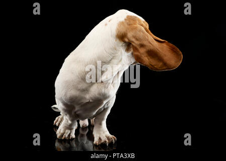 Studio geschossen von einem entzückenden Basset Hound sitzen auf schwarzen Hintergrund. Stockfoto