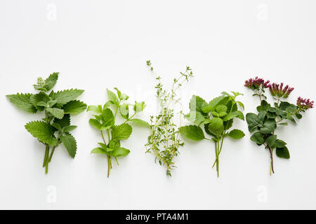 Sortiment an frischen Kräutern (Katzenminze, Minze, Thymian, Zitronenmelisse, Oregano) auf weißem Hintergrund. Stockfoto