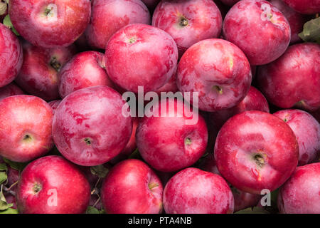 Blick von oben auf viele gerade geerntete Rote frische Äpfel mit wenigen Blättern. Früchte haben noch einige natürliche bläulich grauen Beschichtung auf ihrer Schalen. Gesund Stockfoto