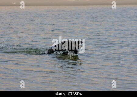 Schwimmen-Hund Stockfoto