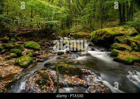 Golitha Falls sind eine der schönsten Wälder in Cornwall, Hier die autmnal Farben und Moos bedeckt Boulder ein perfektes Beispiel der Cornish Stockfoto