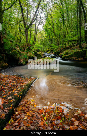 Golitha Falls sind eine der schönsten Wälder in Cornwall, Hier die autmnal Farben und Moos bedeckt Boulder ein perfektes Beispiel der Cornish Stockfoto