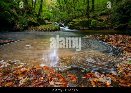 Golitha Falls sind eine der schönsten Wälder in Cornwall, Hier die autmnal Farben und Moos bedeckt Boulder ein perfektes Beispiel der Cornish Stockfoto