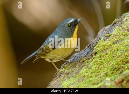 schöne männliche Snowy-browed Fliegenschnäpper (Ficedula Hyperythra) Possing auf dem Ast Stockfoto