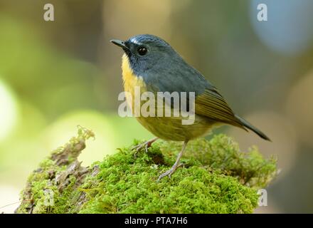 schöne männliche Snowy-browed Fliegenschnäpper (Ficedula Hyperythra) Possing auf dem Ast Stockfoto