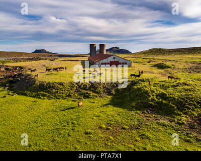 Pferde, Geothermie, Krysuvik Island Stockfoto