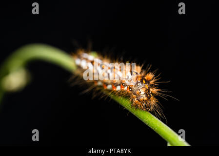 Horizontale Foto mit netten pelzigen Caterpillar. Insekt ist auf grünem Stiel platziert. Hintergrund ist schwarz. Bug hat lange Haare und Farbflecken mit Schwarz, Weiß Stockfoto