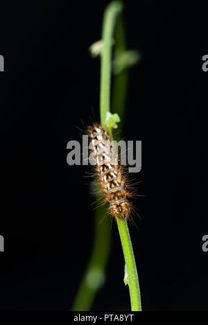 Vertikale Foto mit netten pelzigen Caterpillar. Insekt ist auf grünem Stiel platziert. Hintergrund ist schwarz. Bug hat lange Haare und Farbflecken mit Schwarz, Weiß ein Stockfoto