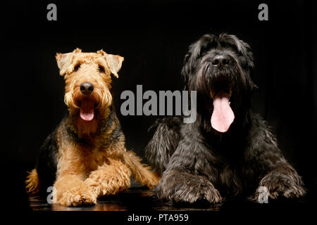 Studio geschossen von einem entzückenden Airedale Terrier und ein Schwarzer russischer Terrier - auf weißen isoliert. Stockfoto