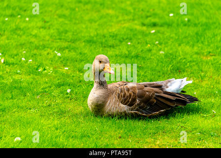 Graugans auf Gras, Nahaufnahme, York GROSSBRITANNIEN Stockfoto