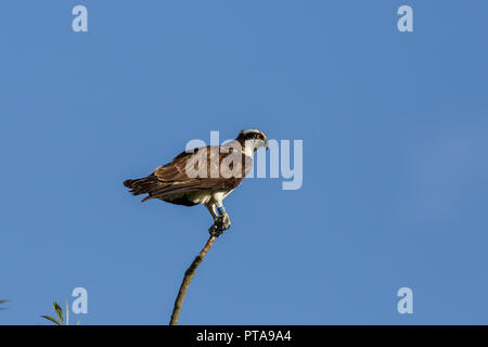Eine Osprey thront vor blauem Himmel Stockfoto