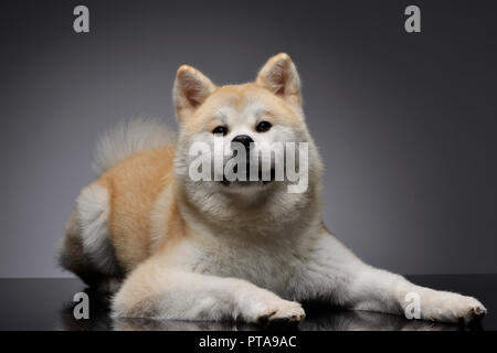 Studio geschossen von einem entzückenden Akita Inu liegen auf schwarzen Hintergrund. Stockfoto