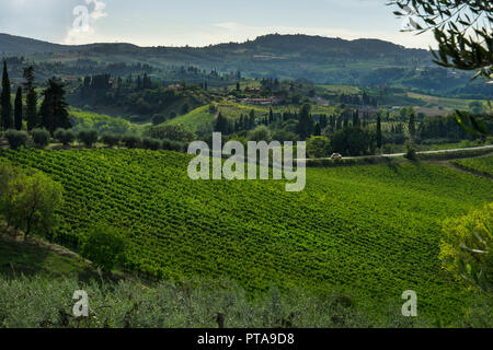 Olivenhaine und Weinberge und toskanische Landschaft um San Gimignano, Toskana, Italien, Europa Stockfoto