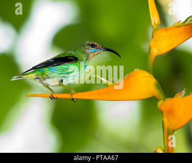 Junge, weibliche Purple Honeycreeper, Cyanerpes caeruleus, thront auf einer tropischen orangen Heliconia-Blume im Regenwald. Stockfoto