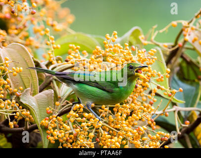 Weibliche Grüne Honigschnecke, Chlorophanes spiza, die eine Orangenbeere von einem Miconia-Baum im Regenwald von Trinidad frisst. Stockfoto