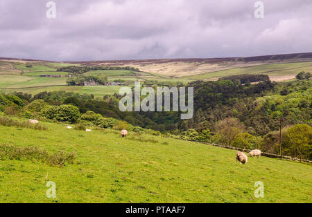 Landwirtschaftlich genutzten Feldern und Moorland oberhalb Heptonstall in der südlichen Pennines Hochland Region von England. Stockfoto